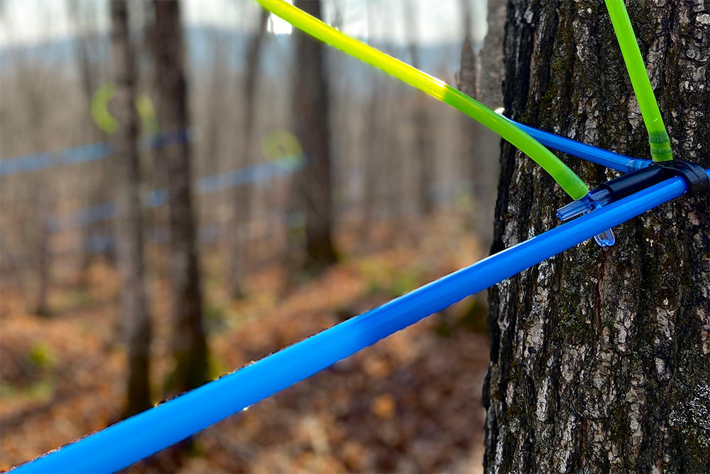 Maple tapping season is here!