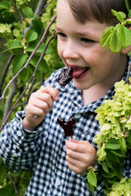 Load image into Gallery viewer, Pollipop blueberry maple lollipop sucker